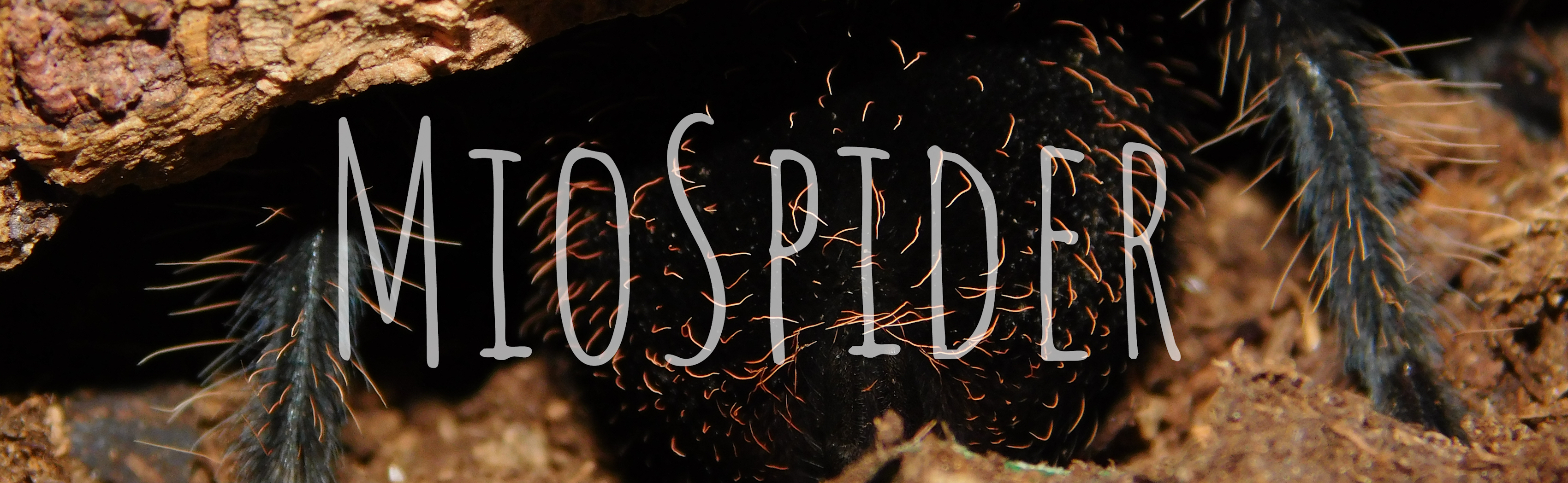 Logo MioSpider
