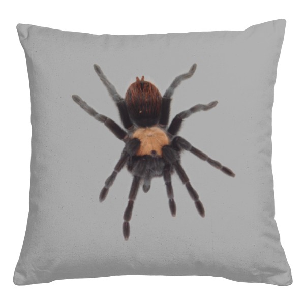 Brachypelma albiceps a Chromatopelma cyaneopubescens