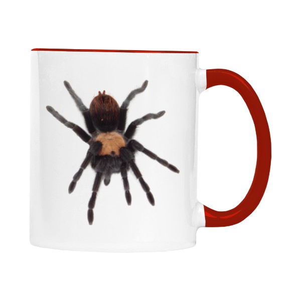 Brachypelma albiceps a Chromatopelma cyaneopubescens