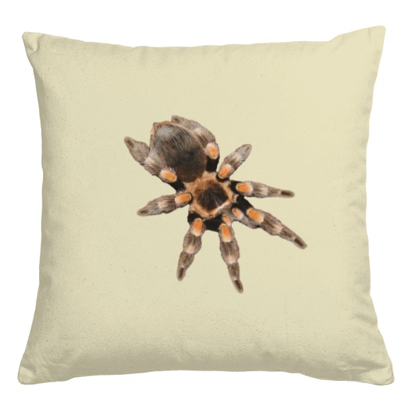 Brachypelma hamorii a Nhandu chromatus