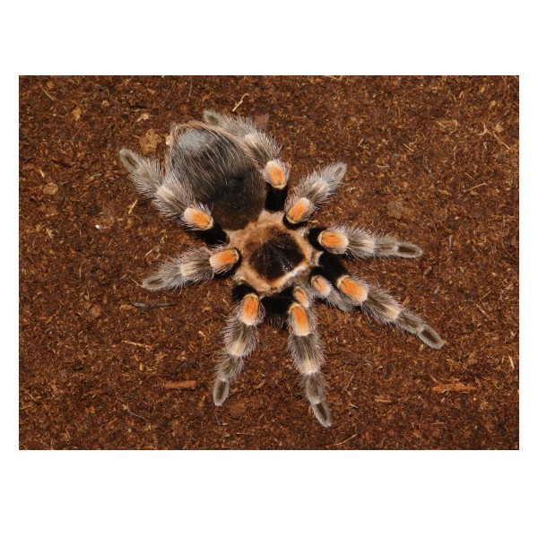 Brachypelma hamorii (ex.smithi)