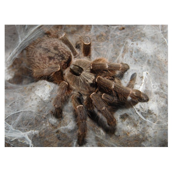Ceratogyrus darlingi