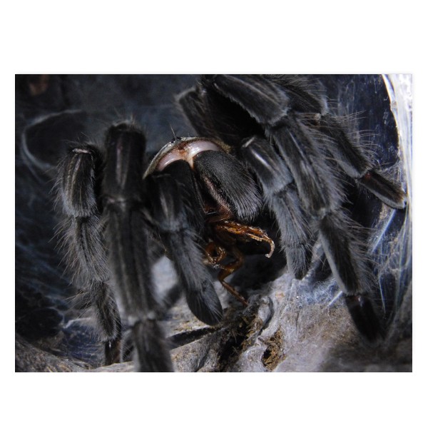 Chilobrachys sp kaeng krachan