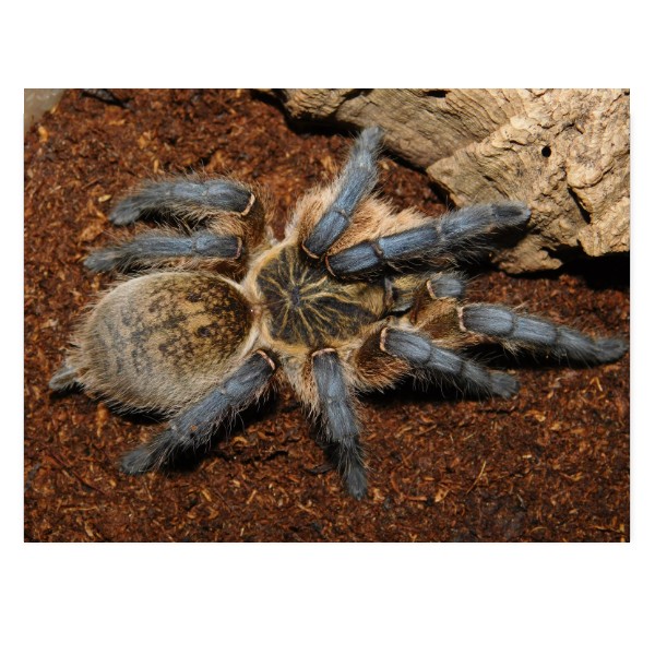 Puzzle velké s potiskem Harpactira pulchripes