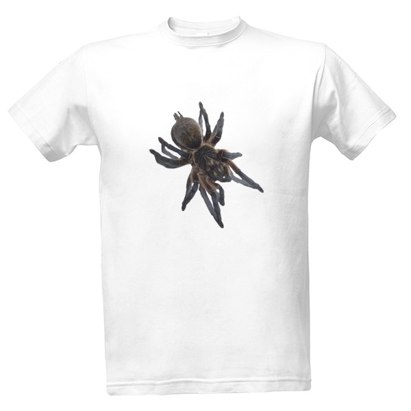 Harpactira pulchripes