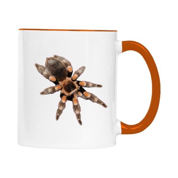 Brachypelma hamorii a Grammostola actaeon 