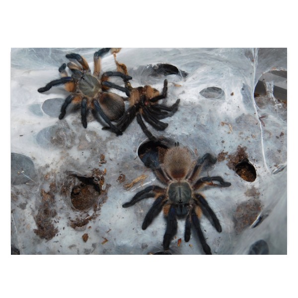 Monocentropus balfouri