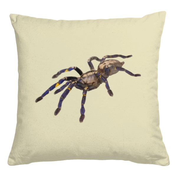 Poecilotheria metallica a Caribena versicolor 