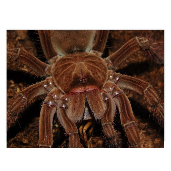 Theraphosa stirmi